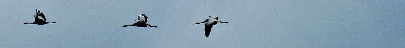 cranes